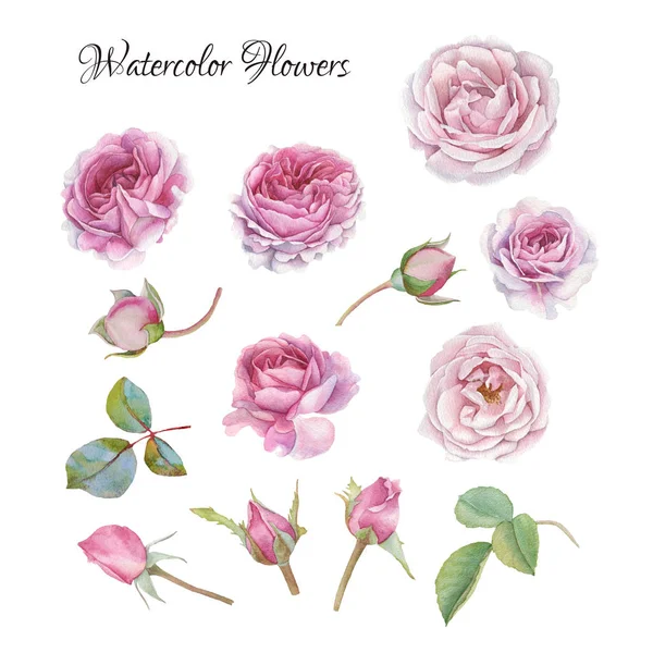 手描き水彩のバラと葉の花セット — ストック写真
