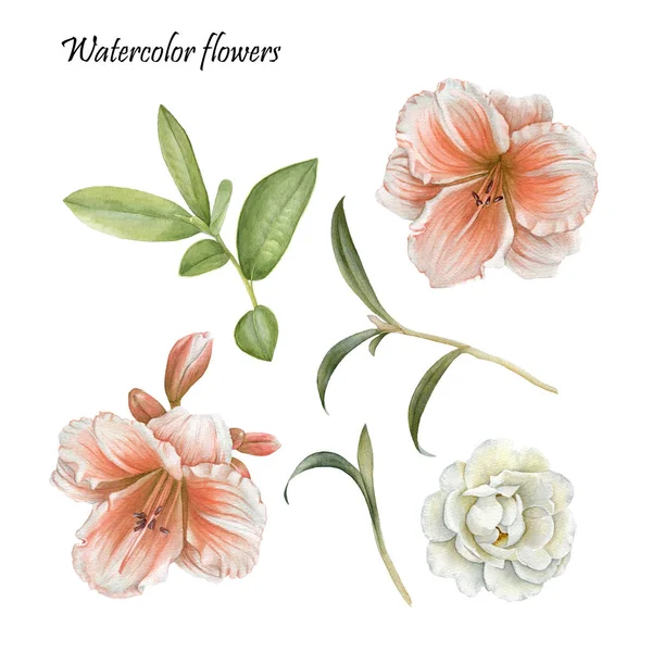 Цветы набор акварели лилии, розы и листья — стоковое фото
