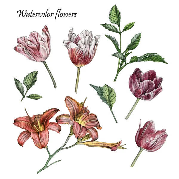 Λουλούδια σετ ακουαρέλας τουλίπες, ο κρίνος και φύλλα — Φωτογραφία Αρχείου