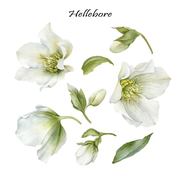 Conjunto de flores de acuarela hellebore y hojas — Foto de Stock