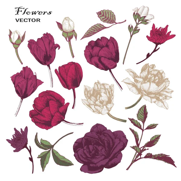 Διάνυσμα Λουλούδια Σετ Τουλίπες Τριαντάφυλλο Χρυσάνθεμα Και Φύλλα — Διανυσματικό Αρχείο