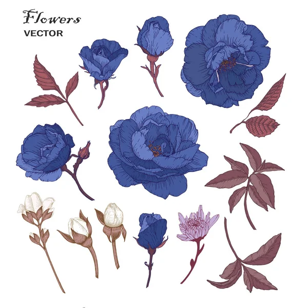 Διάνυσμα Λουλούδια Σετ Από Μπλε Τριαντάφυλλα Χρυσάνθεμα Γιασεμί Και Φύλλα — Διανυσματικό Αρχείο
