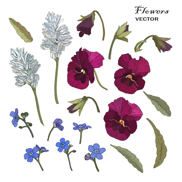 青いベクトルの花セットは私を忘れない花 紫のパンジーと葉 — ストックベクタ