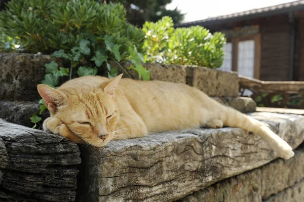 커다란 노점상 고양이 마리가 아름다운 정원의 계단에서 고양이는 여름날에 정원에서 — 스톡 사진