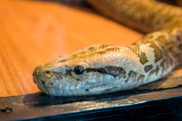 Snake head close up, Python