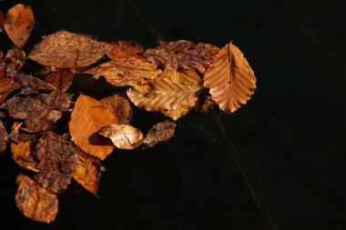Gölde kurumuş yapraklar