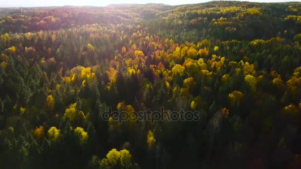 秋のリトアニアのヨーロッパの森の空撮 — ストック動画