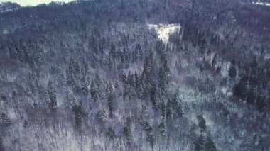 4 bin. Kuzeydeki kış ormanı üzerinde uçuş, gökyüzü manzaralı..
