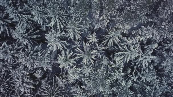 4K. Let nad zimním lesem na severu, letecký pohled shora. — Stock video