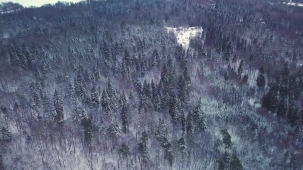 4K. Vol au-dessus de la forêt d'hiver au nord, vue aérienne.