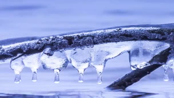 Formazioni di ghiaccioli su un ramo di un albero sopra il lago — Video Stock