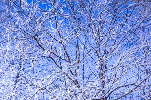 Ramos gelados de uma árvore, fundo previsão do tempo — Fotografia de Stock