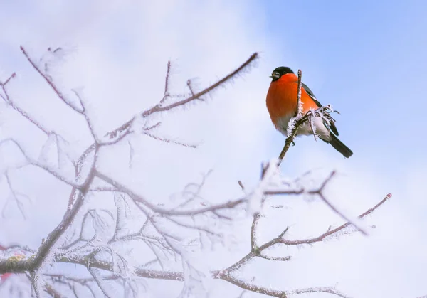 서리가 내리는 나뭇가지에 앉아 있는 새, 겨울 풍경 — 스톡 사진