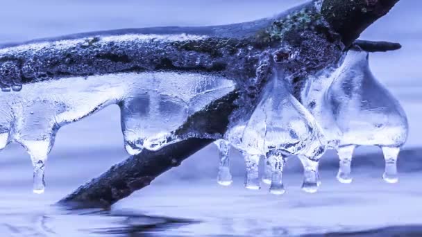Ледяные образования на ветке дерева над озером — стоковое видео