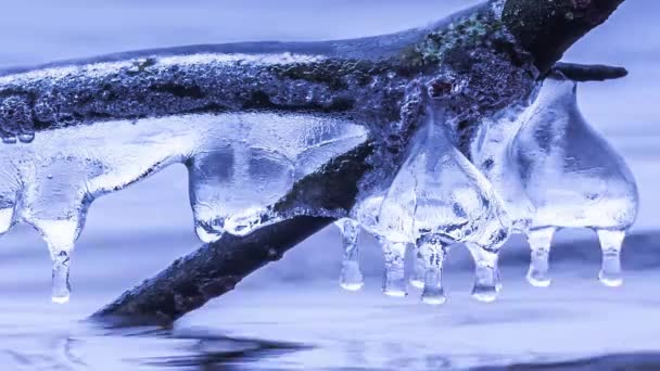 Icicle formations on a branch of a tree over the lake — ストック動画