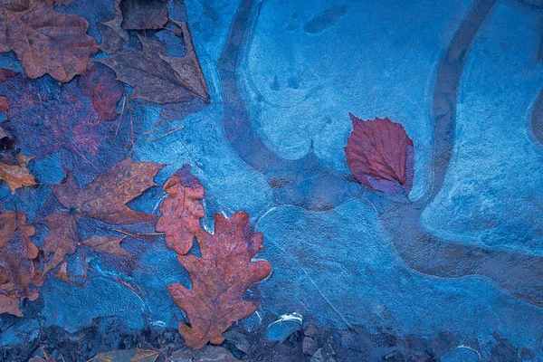 Лист заморожений в льоду, зимовий фон — стокове фото