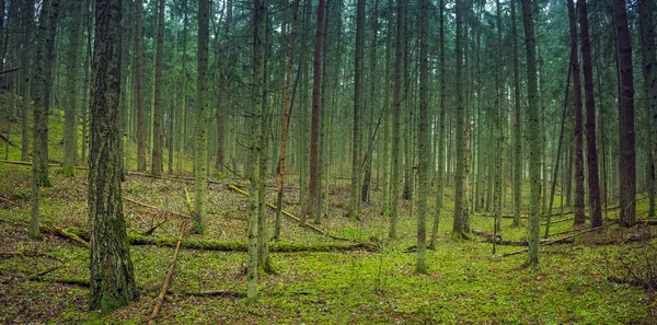 Mystiskt grönt skogslandskap i Litauen — Stockfoto