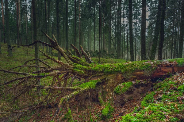 Mystická zelená lesní krajina v Litvě — Stock fotografie