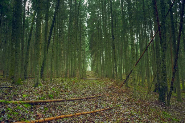 Mystiskt grönt skogslandskap i Litauen — Stockfoto