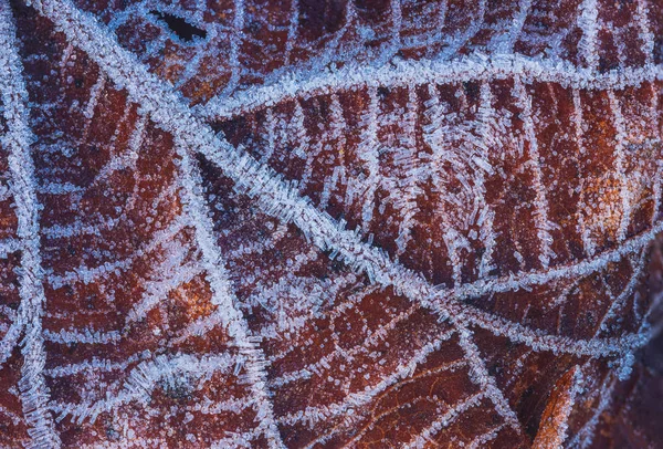 Gefrorenes Blatt mit Eiskristallen, winterlicher Hintergrund — Stockfoto