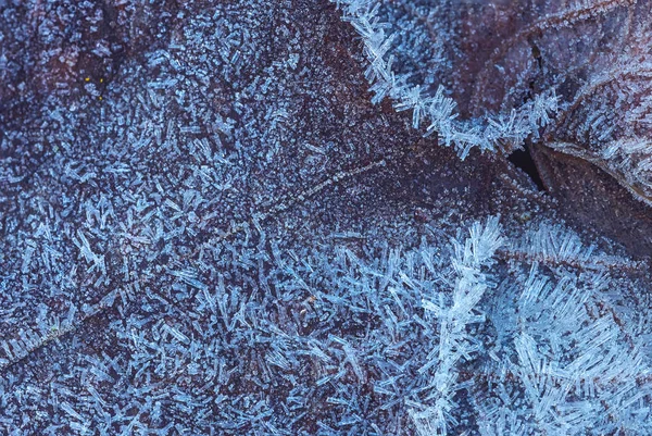 Gefrorenes Blatt mit Eiskristallen, winterlicher Hintergrund — Stockfoto