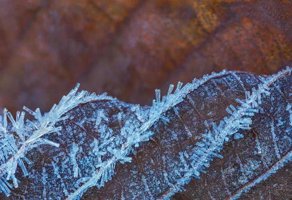 얼음 결정이 달린 얼어붙은 잎, 겨울 배경 — 스톡 사진