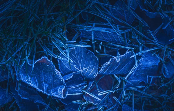 Gefrorene Blätter Hintergrund mit Eiskristallen, tiefblaue Farbe Hintergrund — Stockfoto