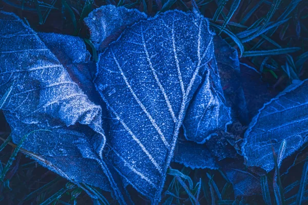 Gefrorene Blätter Hintergrund mit Eiskristallen, tiefblaue Farbe Hintergrund — Stockfoto