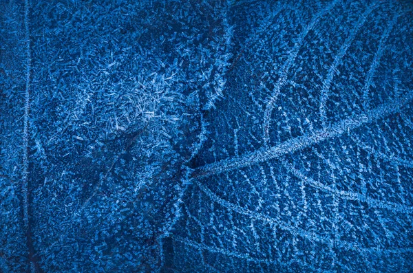Fundo de folhas congeladas com cristais de gelo, fundo de cor azul profundo — Fotografia de Stock