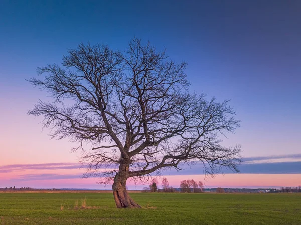 Eiche im Abendlicht, Litauen Europa — Stockfoto