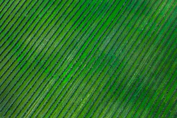 Grünes Kartoffelfeld mit Reihenlinien, Draufsicht, Drohnenaufnahme aus der Luft — Stockfoto