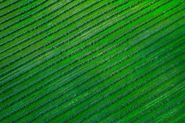 Campo verde país de batata com linhas de linha, vista superior, drone aéreo foto — Fotografia de Stock