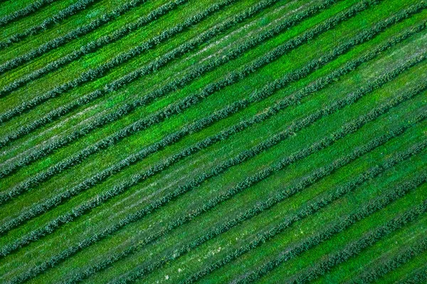Grünes Kartoffelfeld mit Reihenlinien, Draufsicht, Drohnenaufnahme aus der Luft — Stockfoto