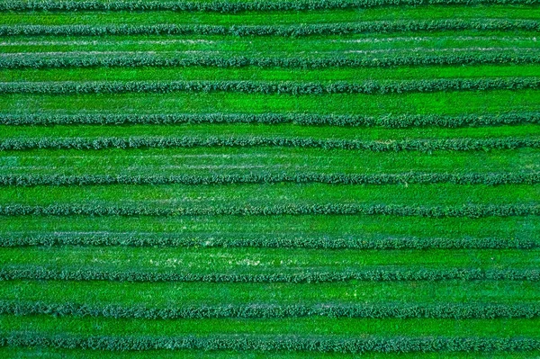 Grünes Kartoffelfeld mit Reihenlinien, Draufsicht, Drohnenaufnahme aus der Luft — Stockfoto