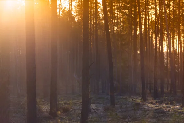 Mistyczny, świecący, kolorowy krajobraz leśny na Litwie — Zdjęcie stockowe