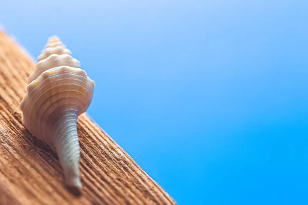 Muschel auf einem Holz vor blauem Hintergrund — Stockfoto