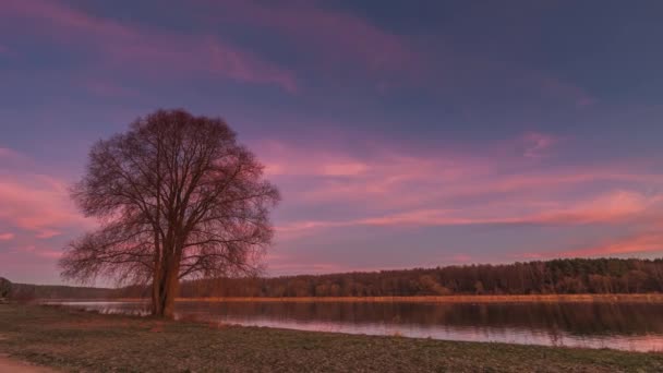 Червоне світло схід сонця з деревом і річкою — стокове відео