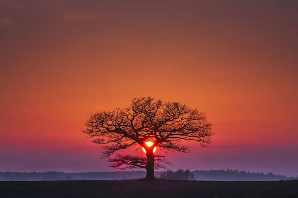 Silueta dubu s červeným západem slunce na obzoru — Stock fotografie