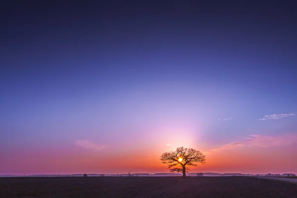 Silueta de roble con puesta de sol roja en el horizonte — Foto de Stock