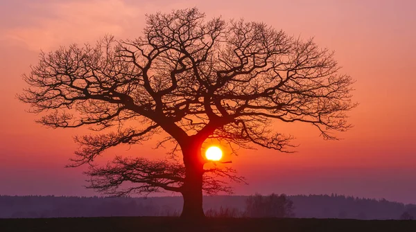 Silhuette de chêne avec coucher de soleil rouge à l'horizon, panorama — Photo
