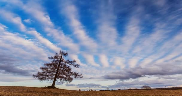 후미 나무와 함께 들판을 가로질러 흐르는 구름 — 비디오