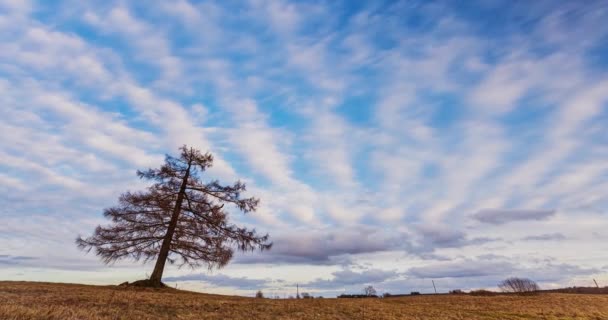 Moln som rör sig över fältet med lärkträd — Stockvideo