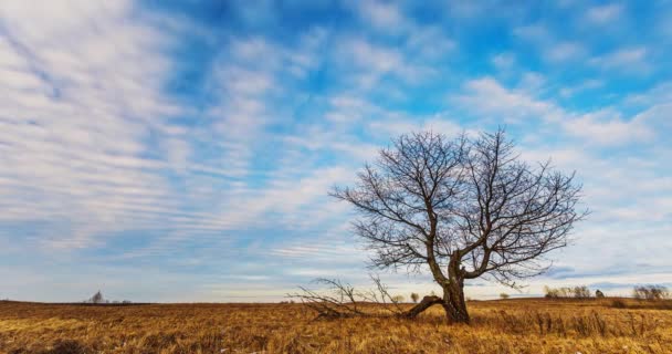云彩带着一棵树在田野上空移动 — 图库视频影像