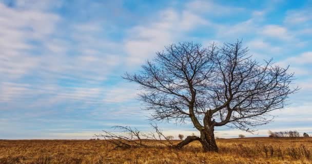 Moln som rör sig framåt över fältet med ett träd — Stockvideo