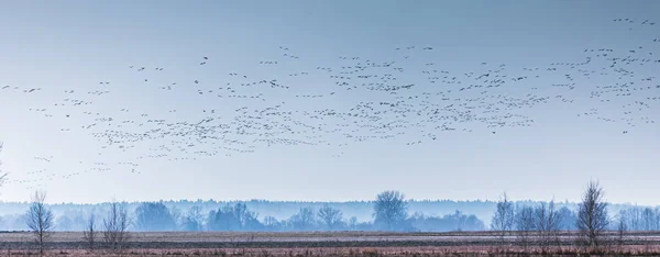 Migrating group of geese in the spring morning — Zdjęcie stockowe