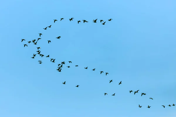 Мигрирующая группа гусей весной утром — стоковое фото