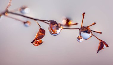 Spider and water drops, sensitive macro composition