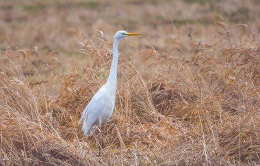 Beyaz balıkçıl baharda tarlada