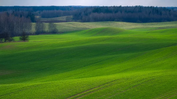 Primavera rolando colinas verdes com campos de trigo. — Fotografia de Stock