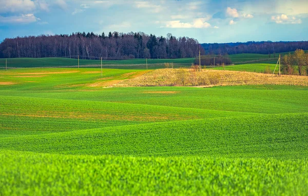 Grüne Hügel mit Weizenfeldern im Frühling. — Stockfoto
